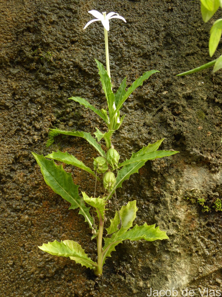 Hippobroma longiflora (L.) G.Don